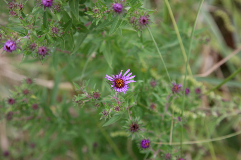 Full Size Image = 3316 K