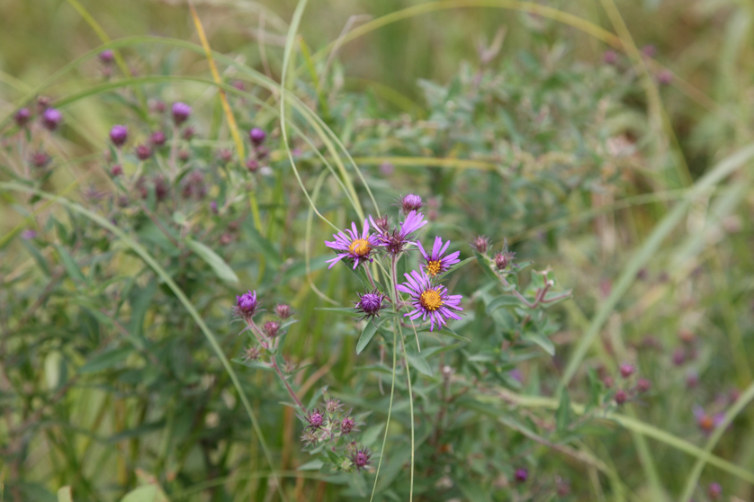 Full Size Image = 3375 K