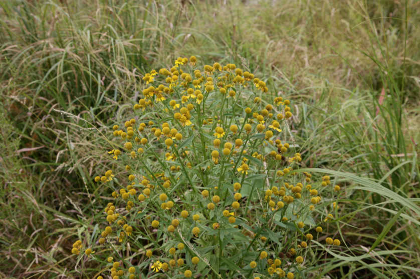 Full Size Image = 4842 K