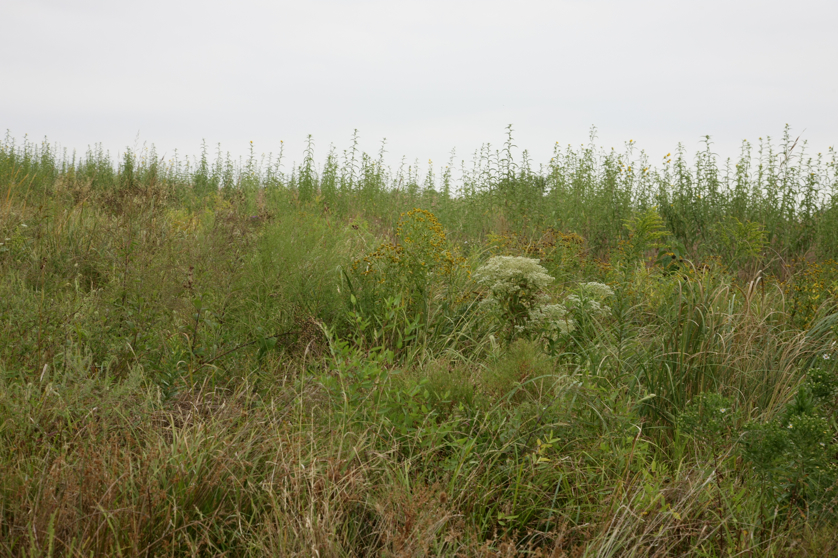 Full Size Image = 4924 K