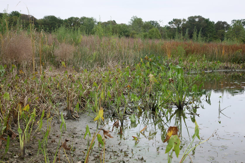 Full Size Image = 5382 K