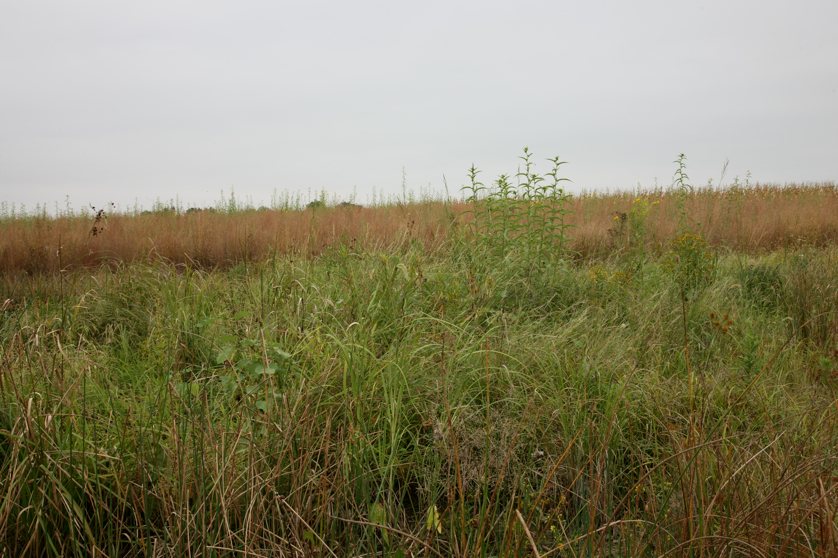 Full Size Image = 5068 K