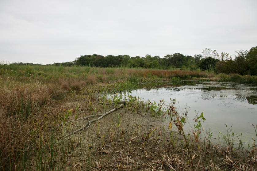 Full Size Image = 4515 K