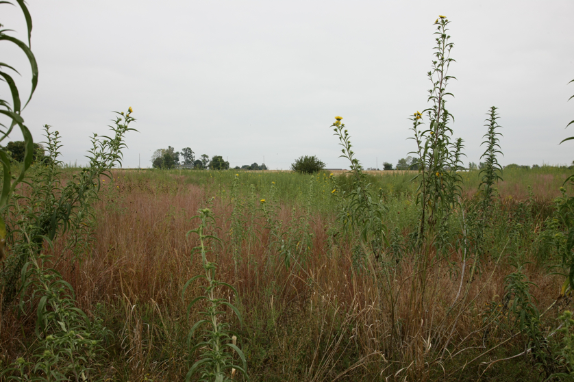 Full Size Image = 4552 K