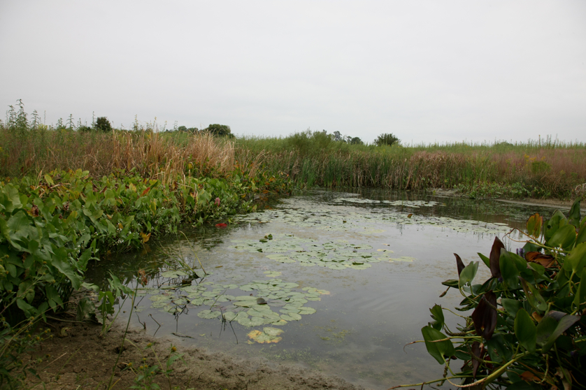 Full Size Image = 4032 K