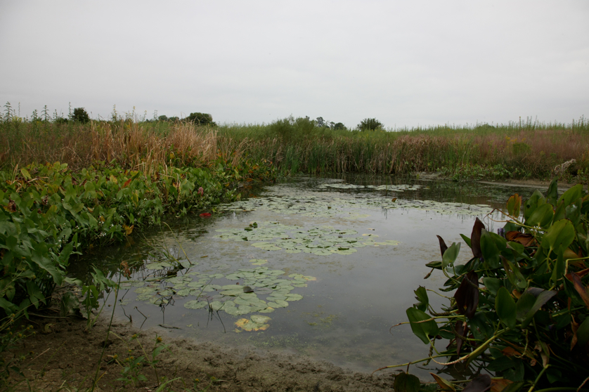 Full Size Image = 4041 K