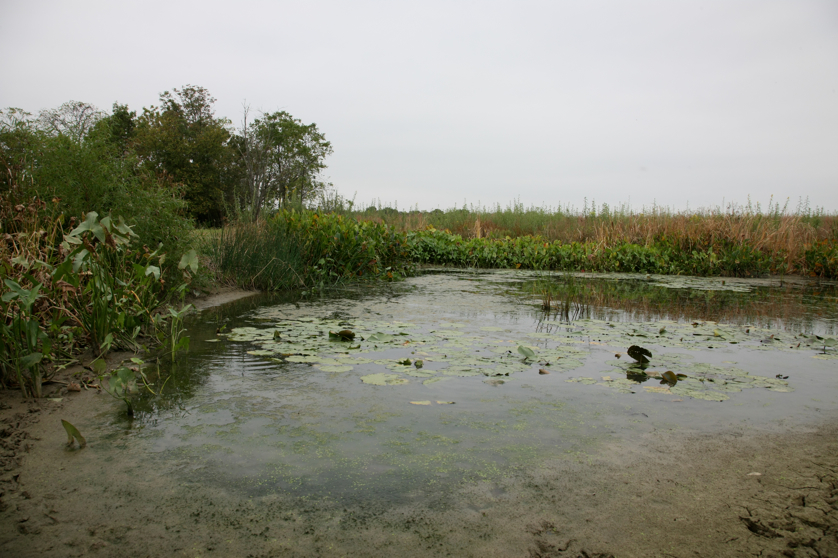 Full Size Image = 4299 K