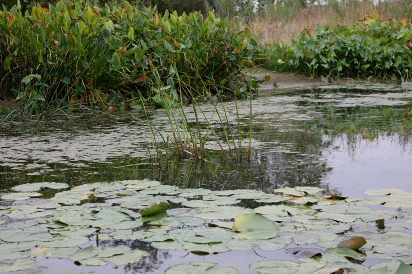 Full Size Image = 4716 K