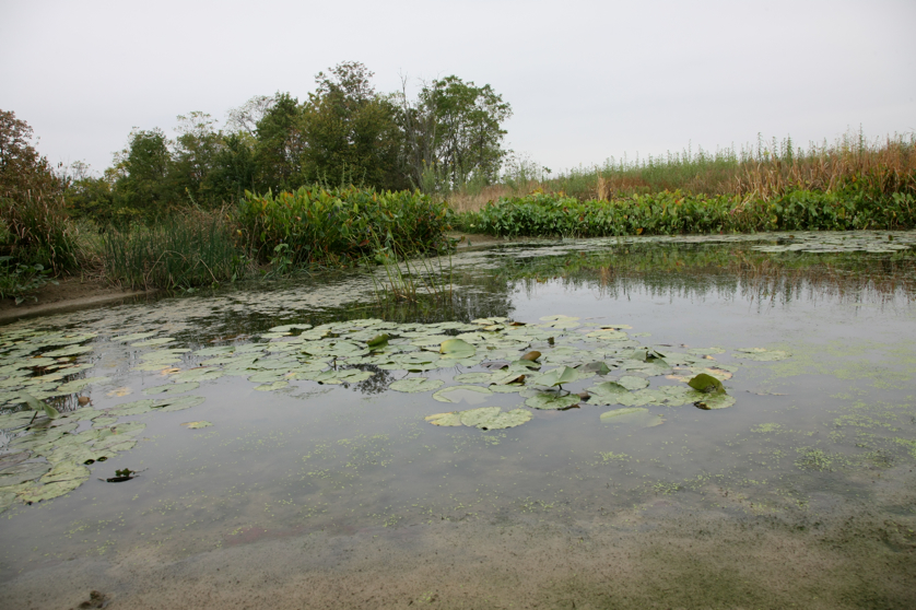 Full Size Image = 4441 K