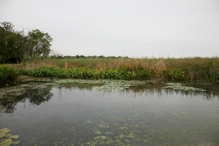 Full Size Image = 4031 K