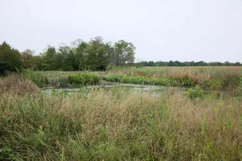 Full Size Image = 5005 K