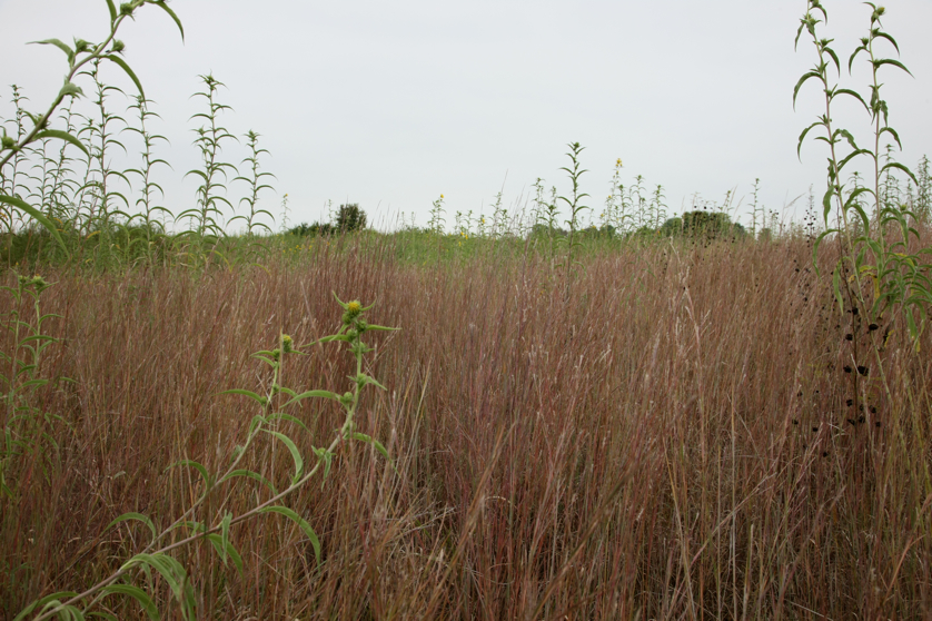 Full Size Image = 4804 K