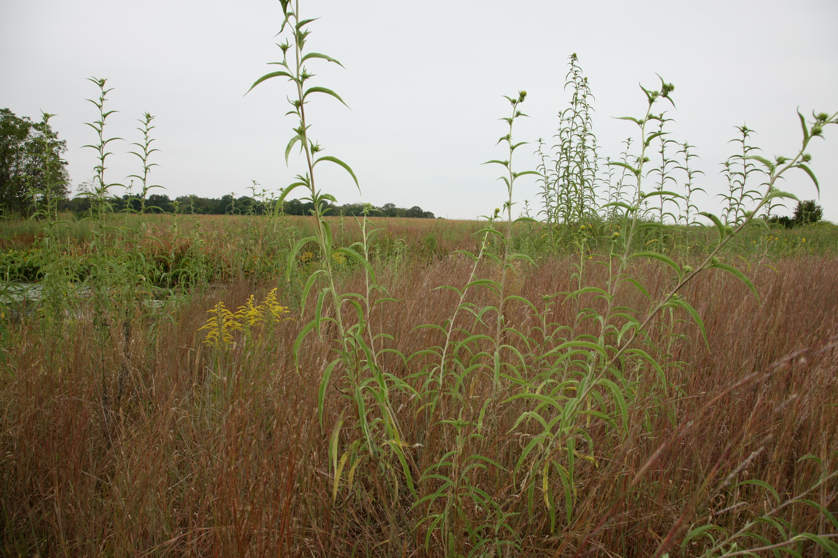 Full Size Image = 4864 K