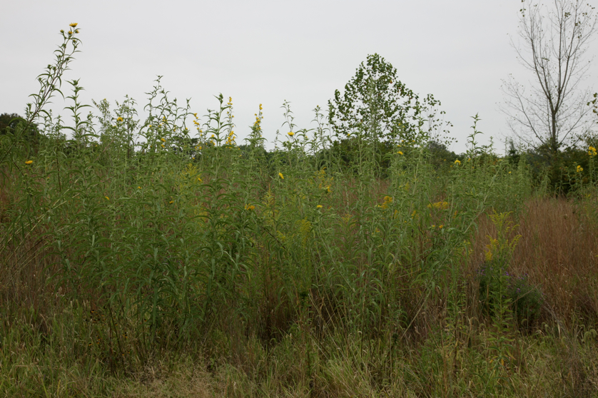 Full Size Image = 5050 K