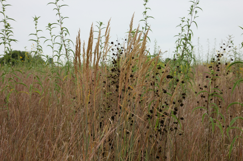 Full Size Image = 4489 K