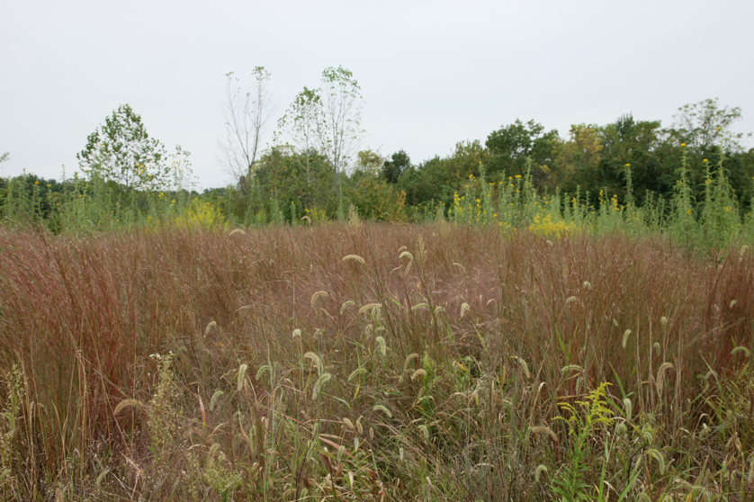 Full Size Image = 4531 K