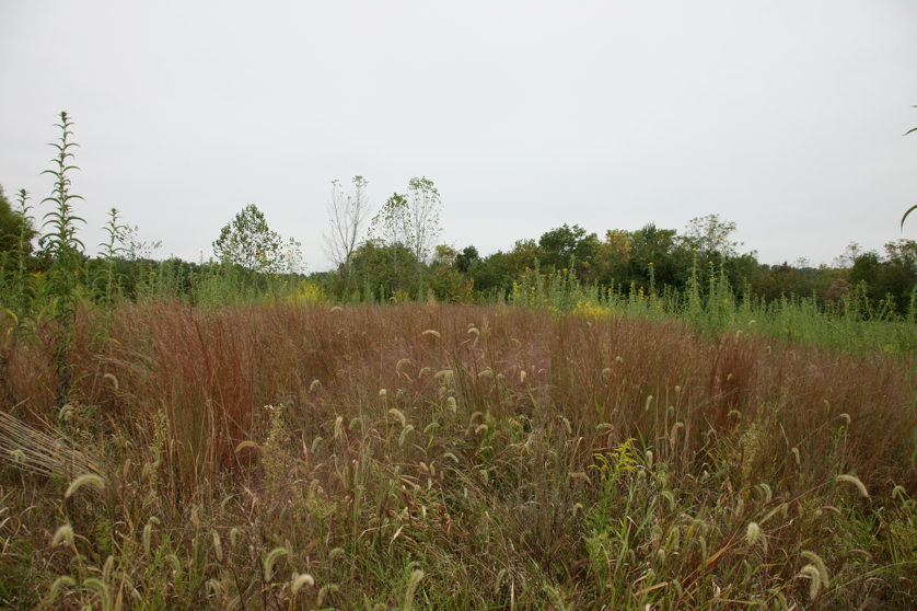 Full Size Image = 4660 K