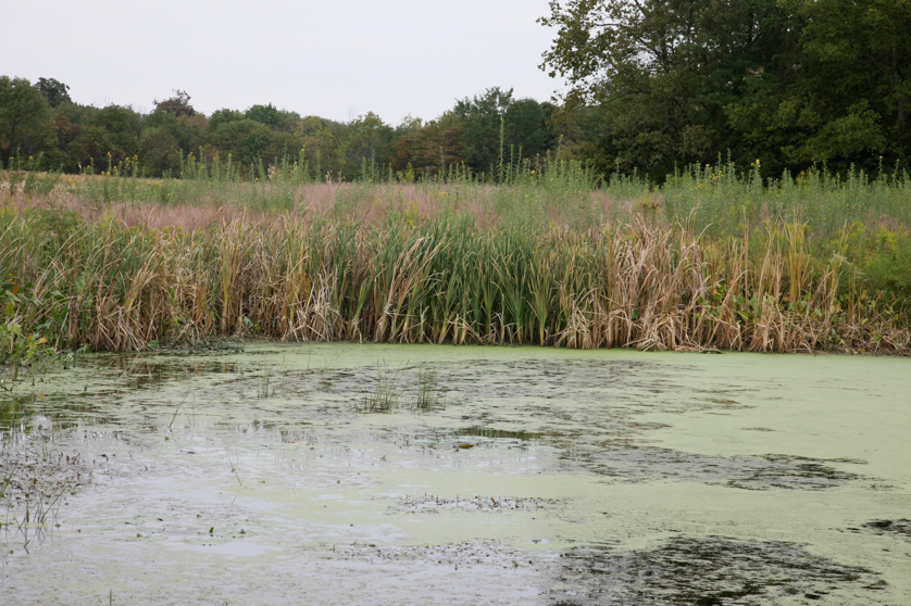 Full Size Image = 5063 K