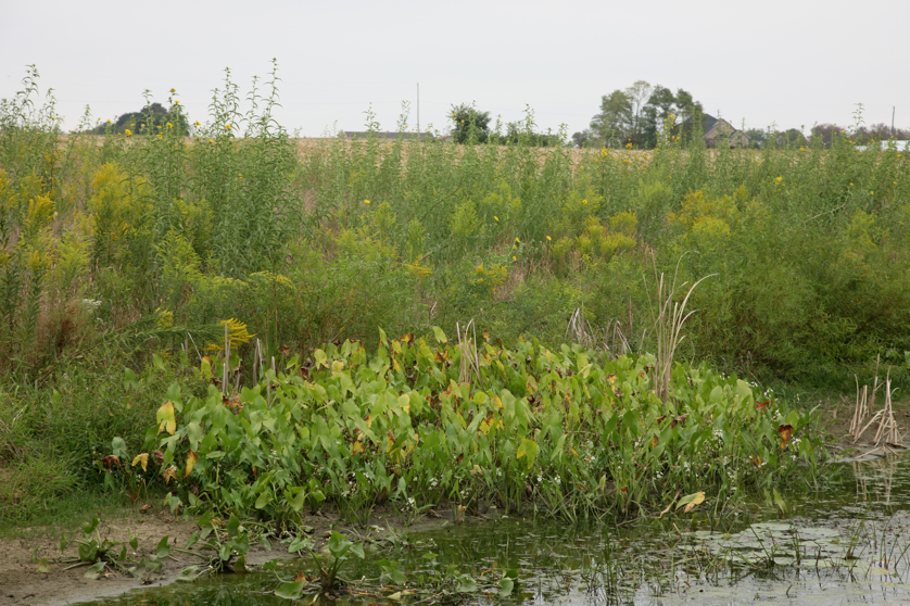 Full Size Image = 5530 K