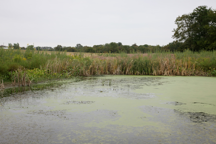 Full Size Image = 4225 K