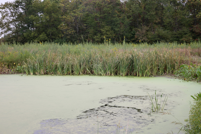 Full Size Image = 4888 K