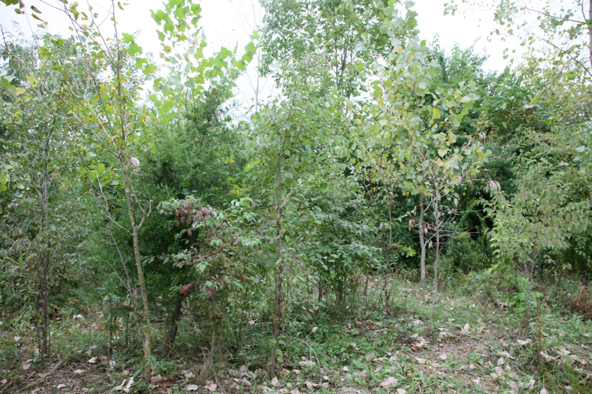 Full Size Image = 6407 K