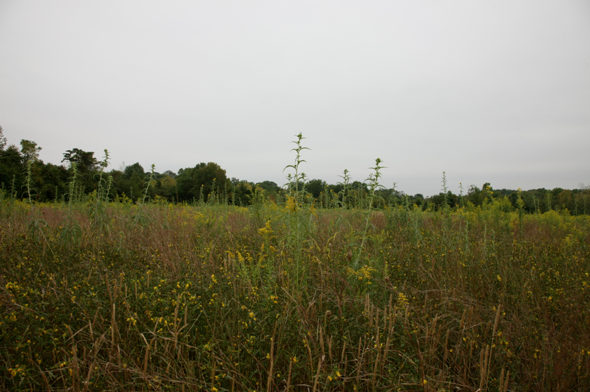 Full Size Image = 4308 K