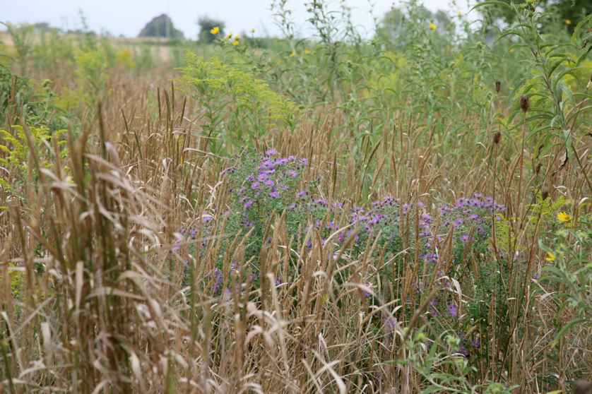 Full Size Image = 5060 K