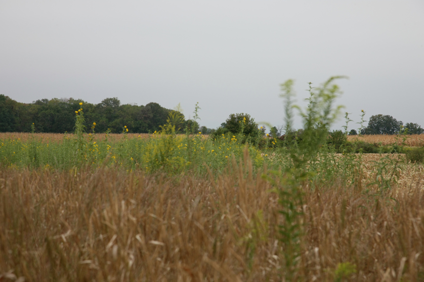 Full Size Image = 3143 K