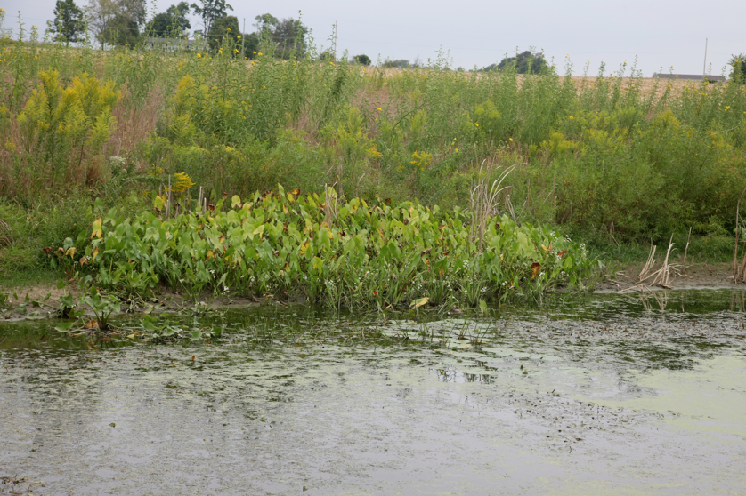 Full Size Image = 5785 K