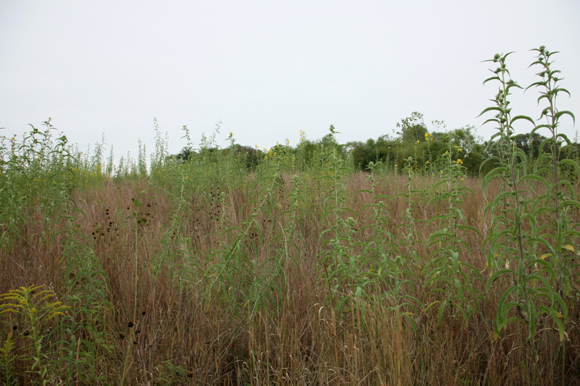 Full Size Image = 4983 K