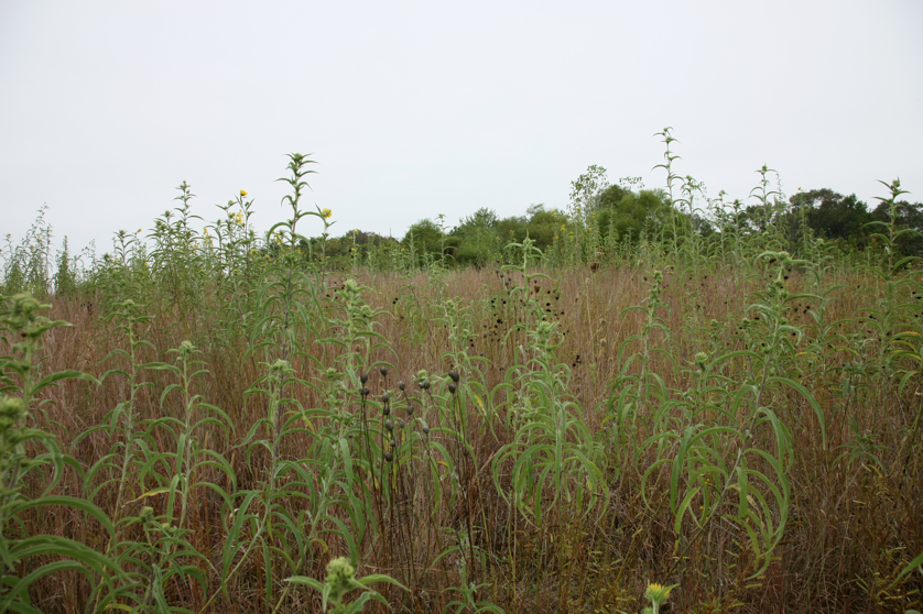 Full Size Image = 4922 K