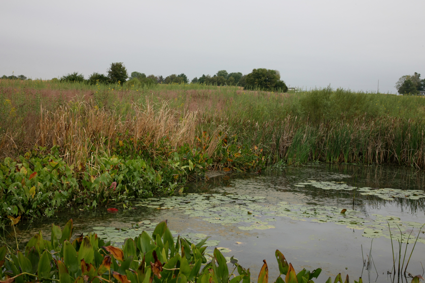 Full Size Image = 4628 K