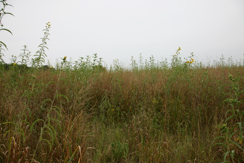 Full Size Image = 4996 K