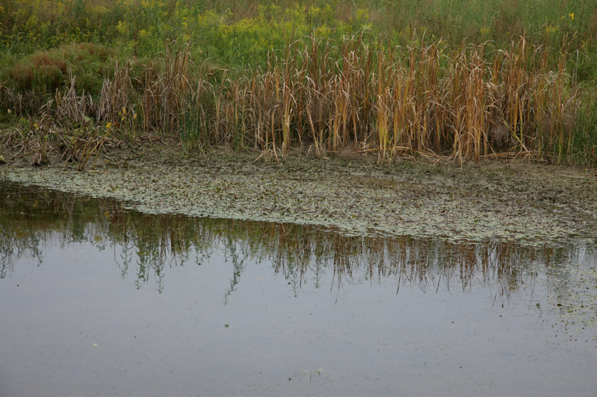 Full Size Image = 5316 K