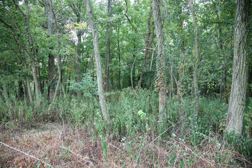 Full Size Image = 7833 K