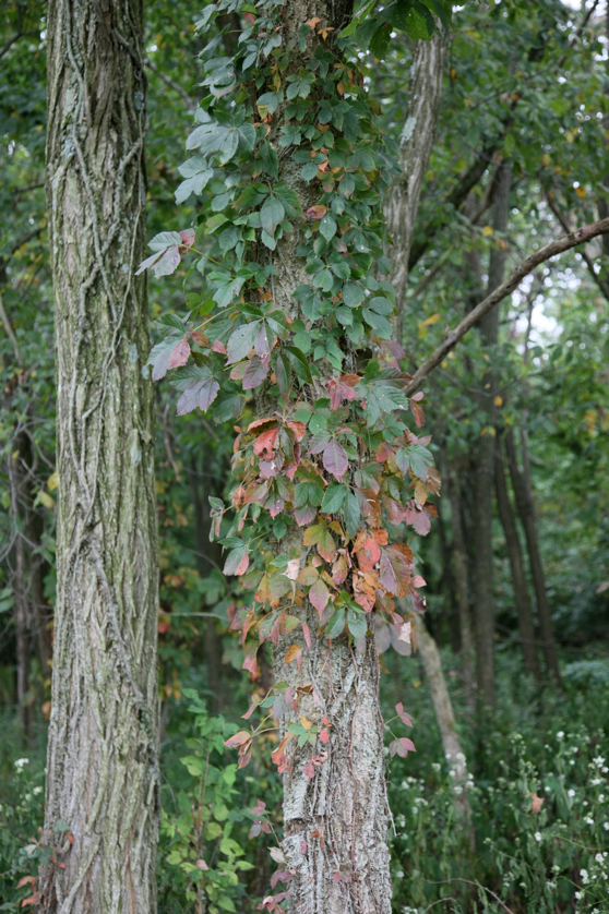 Full Size Image = 4219 K