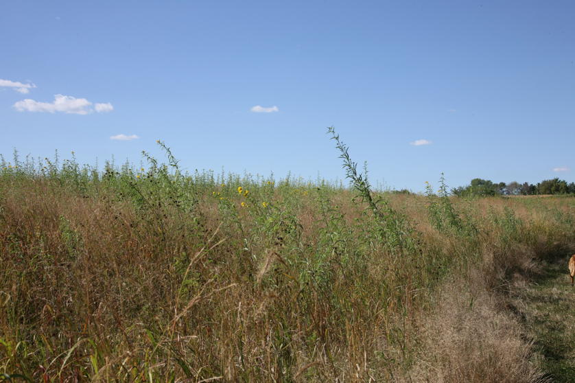 Full Size Image = 5085 K