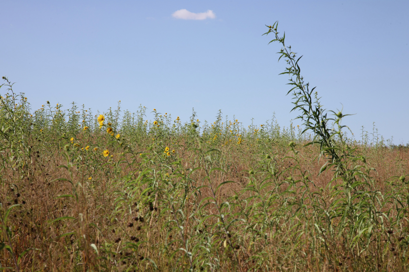 Full Size Image = 4798 K