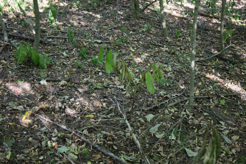 Full Size Image = 6080 K