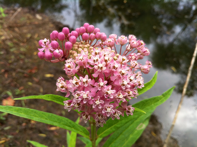 Full Size Image = 3882 K