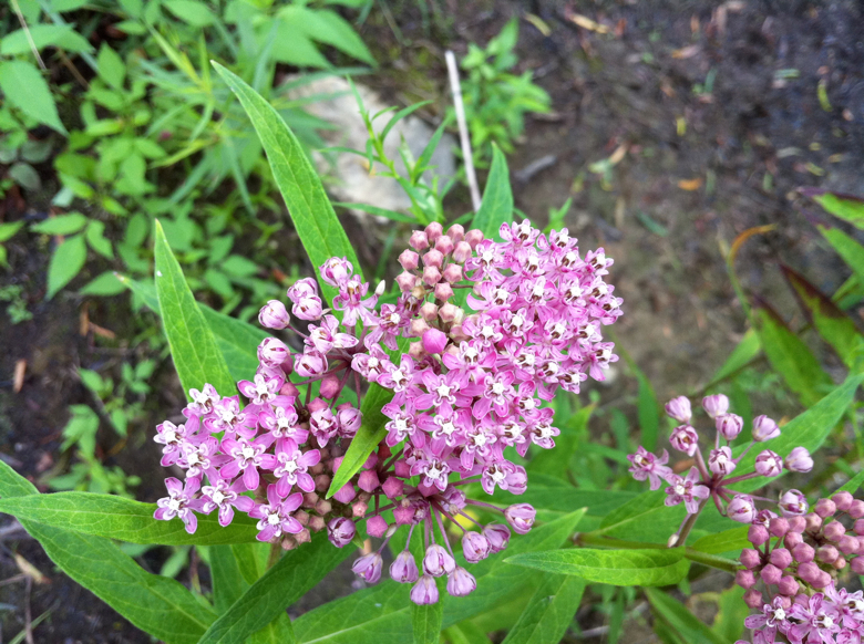 Full Size Image = 4696 K