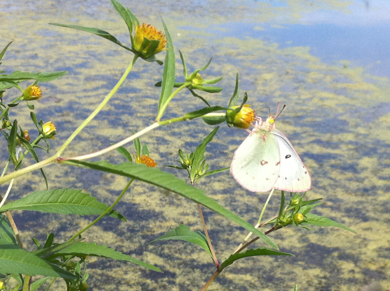 Full Size Image = 3011 K