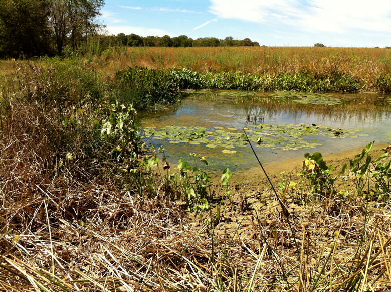 Full Size Image = 7342 K