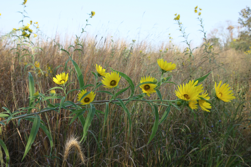 Full Size Image = 4210 K