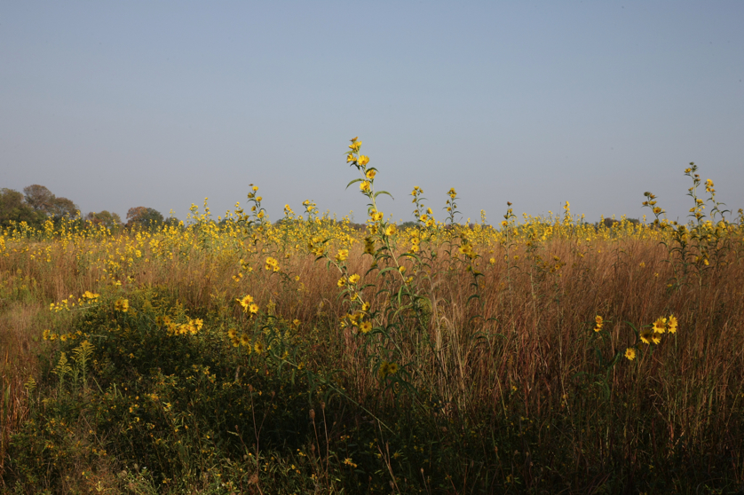 Full Size Image = 4828 K