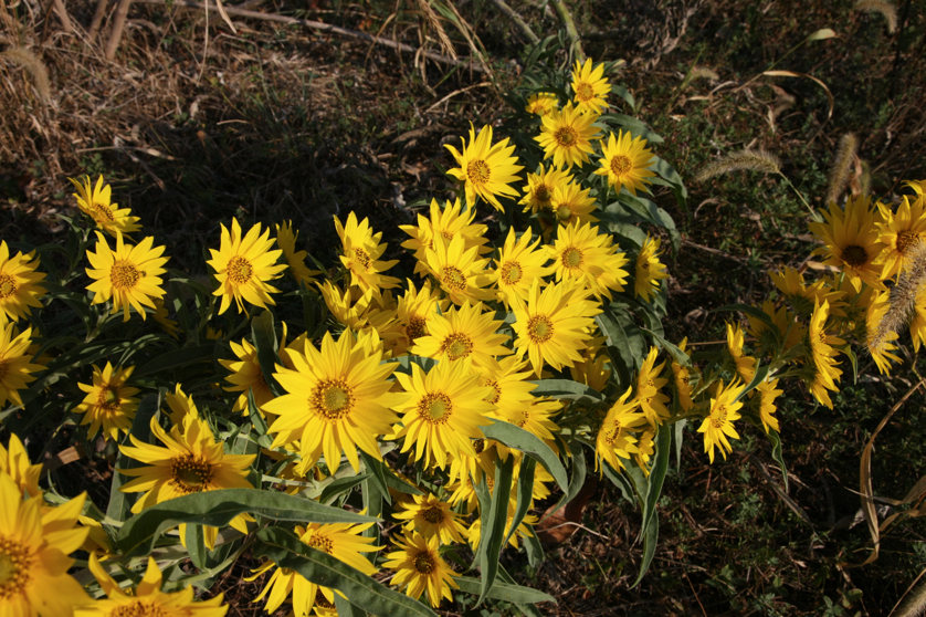 Full Size Image = 5104 K