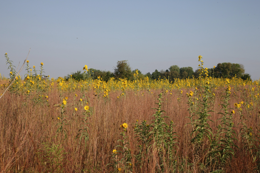 Full Size Image = 5073 K