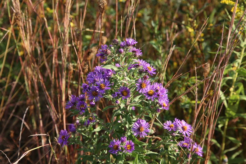 Full Size Image = 4685 K