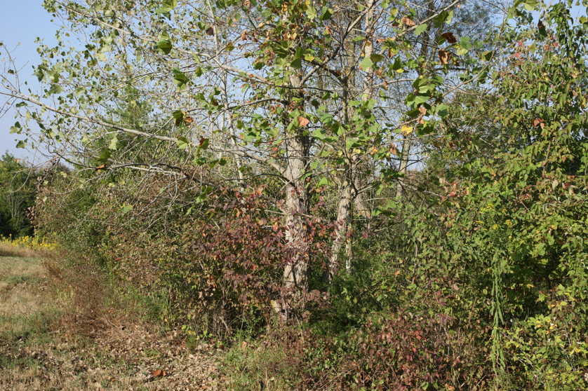 Full Size Image = 8193 K